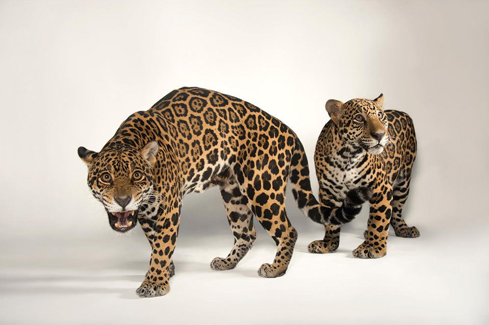 Picture 11 of 12 beautiful pictures of mother and daughter in the animal world