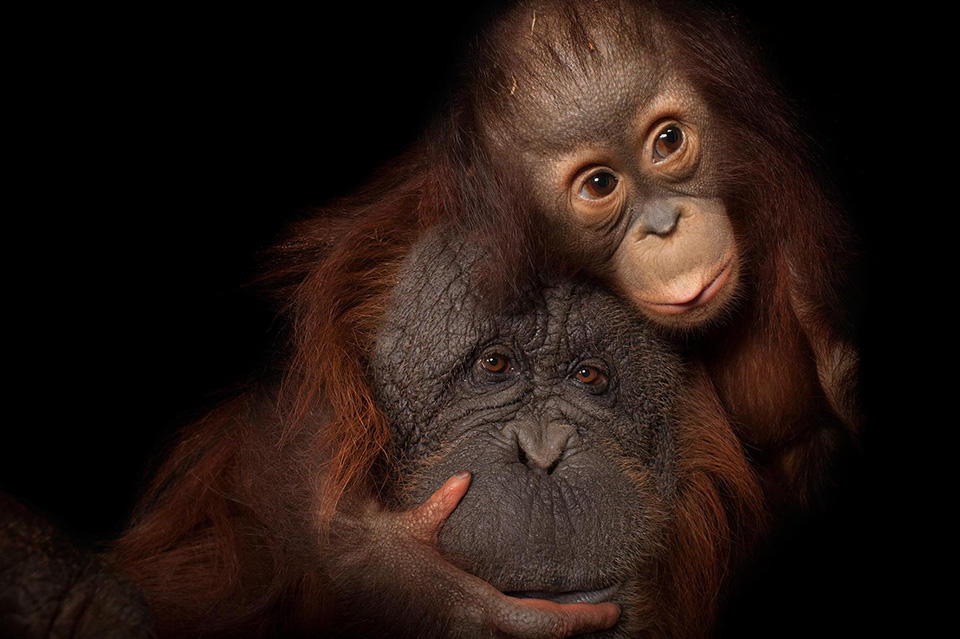 Picture 12 of 12 beautiful pictures of mother and daughter in the animal world