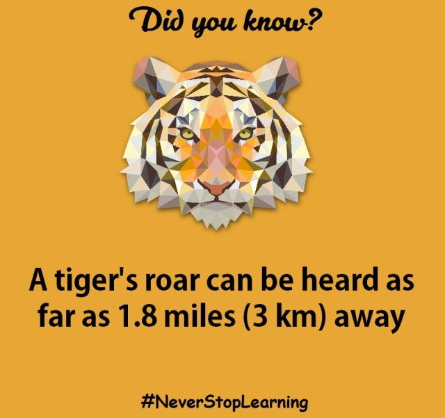 Picture 10 of 12 interesting facts about tigers that amaze you