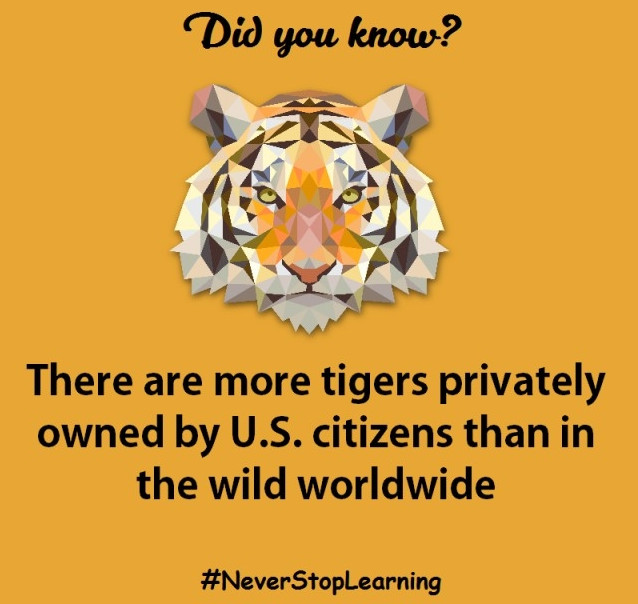Picture 11 of 12 interesting facts about tigers that amaze you