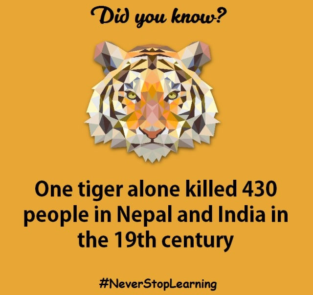 Picture 12 of 12 interesting facts about tigers that amaze you