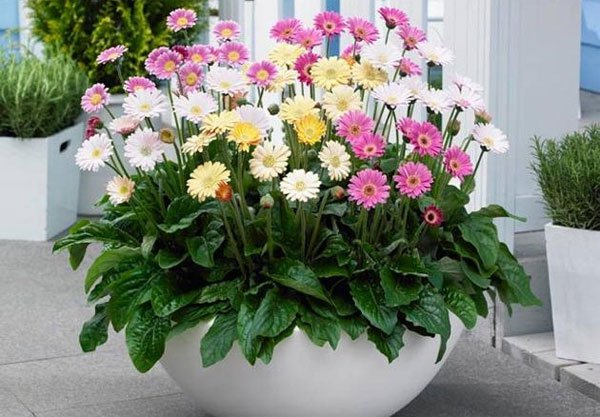 Picture 11 of 12 kinds of ornamental plants bring fortune to the house on Tet holiday