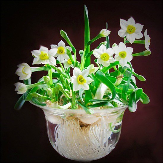 Picture 12 of 12 kinds of ornamental plants bring fortune to the house on Tet holiday
