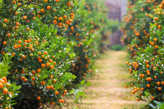 Picture 3 of 12 kinds of ornamental plants bring fortune to the house on Tet holiday