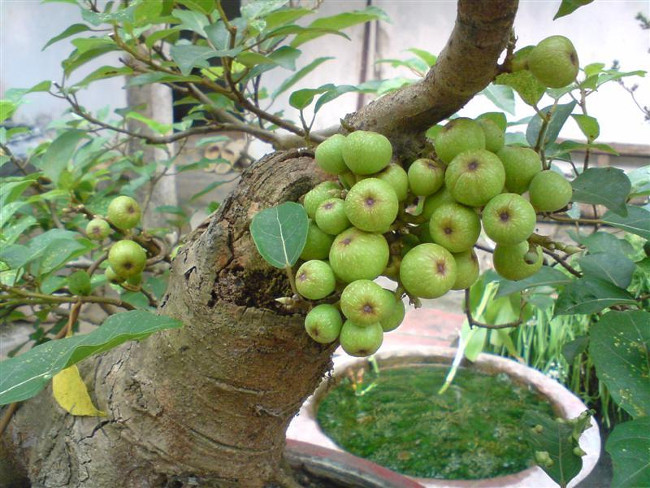 Picture 4 of 12 kinds of ornamental plants bring fortune to the house on Tet holiday