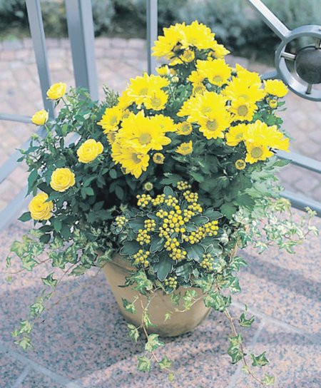 Picture 5 of 12 kinds of ornamental plants bring fortune to the house on Tet holiday