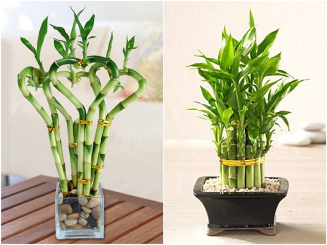 Picture 6 of 12 kinds of ornamental plants bring fortune to the house on Tet holiday