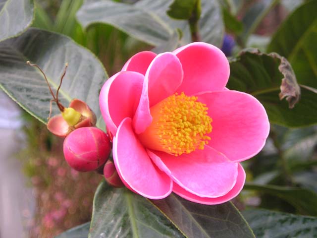 Picture 7 of 12 kinds of ornamental plants bring fortune to the house on Tet holiday