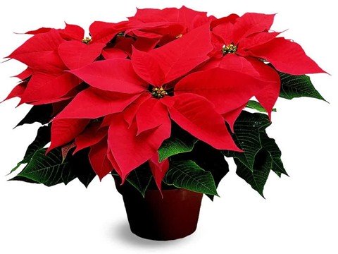 Picture 8 of 12 kinds of ornamental plants bring fortune to the house on Tet holiday
