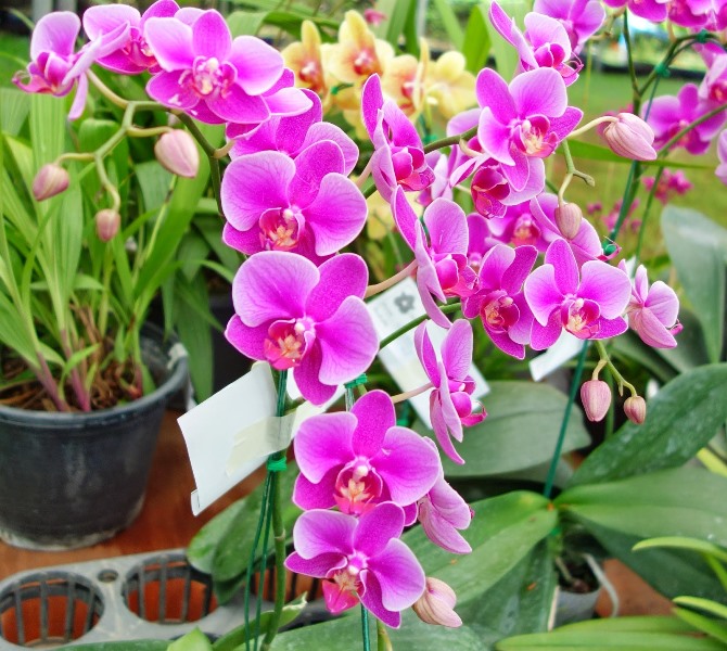 Picture 9 of 12 kinds of ornamental plants bring fortune to the house on Tet holiday