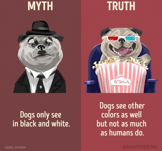 Picture 1 of 12 misconceptions about animals