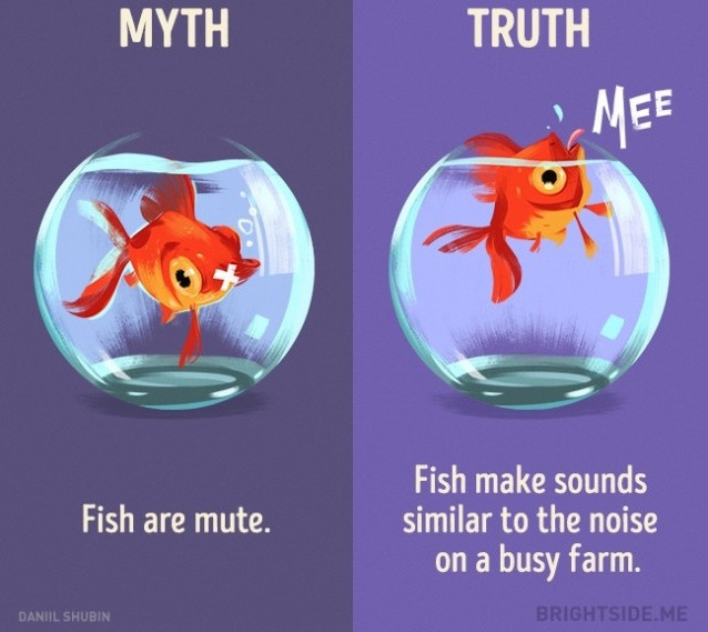 Picture 10 of 12 misconceptions about animals