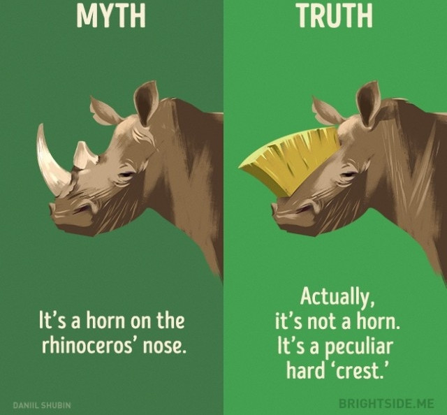 Picture 11 of 12 misconceptions about animals