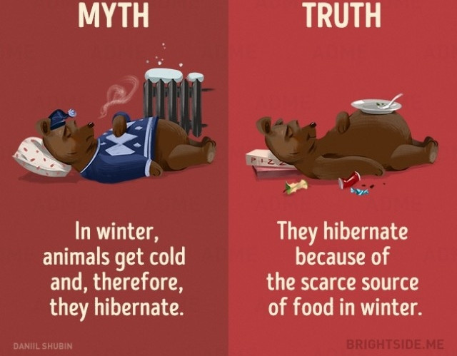 Picture 12 of 12 misconceptions about animals