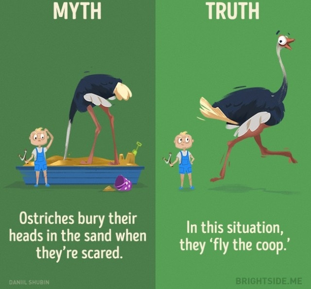 Picture 3 of 12 misconceptions about animals