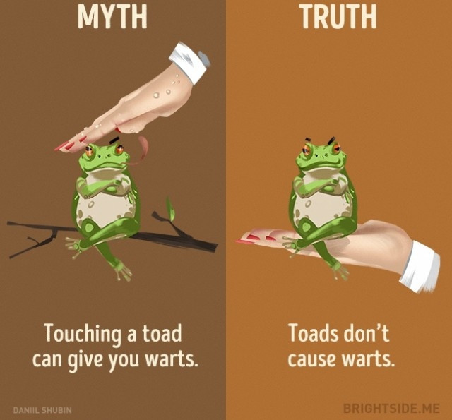Picture 4 of 12 misconceptions about animals