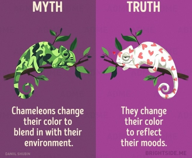 Picture 5 of 12 misconceptions about animals