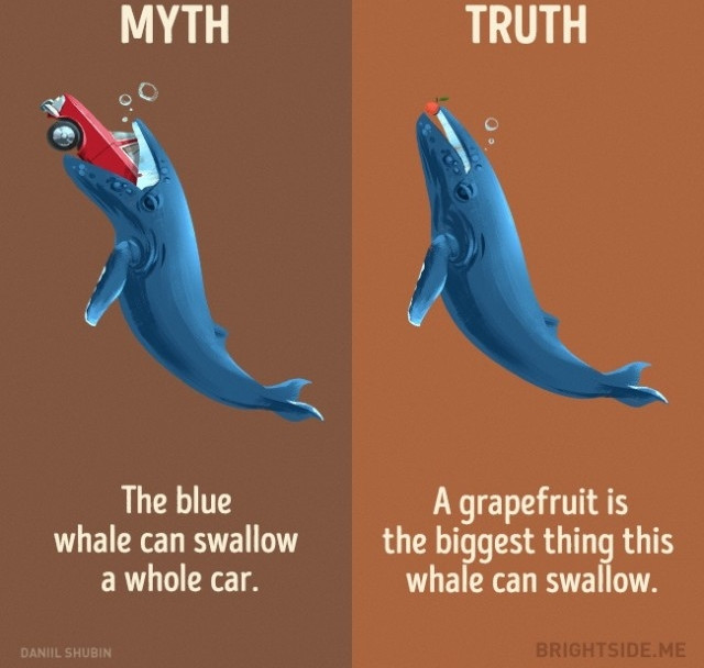 Picture 7 of 12 misconceptions about animals