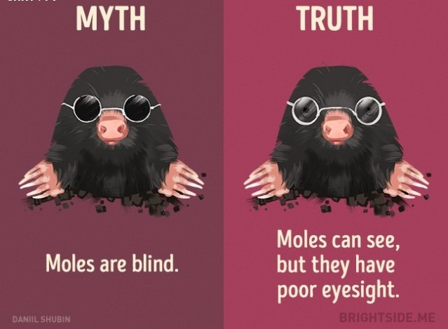 Picture 8 of 12 misconceptions about animals