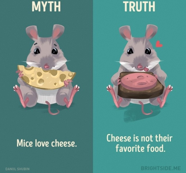 Picture 9 of 12 misconceptions about animals