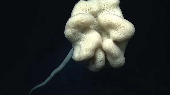 Picture 1 of 12 new species of 'strange' creatures have been discovered in the deep sea