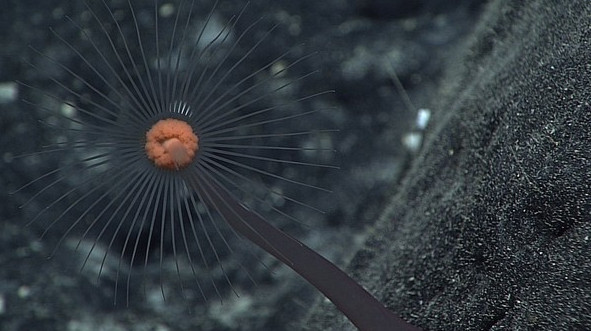 Picture 10 of 12 new species of 'strange' creatures have been discovered in the deep sea
