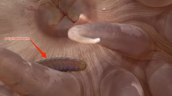 Picture 11 of 12 new species of 'strange' creatures have been discovered in the deep sea