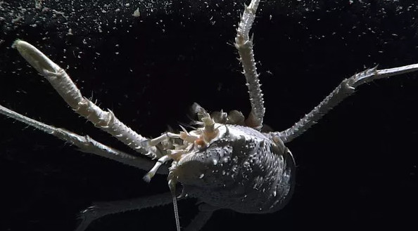 Picture 2 of 12 new species of 'strange' creatures have been discovered in the deep sea