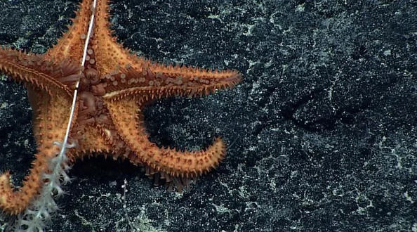 Picture 4 of 12 new species of 'strange' creatures have been discovered in the deep sea