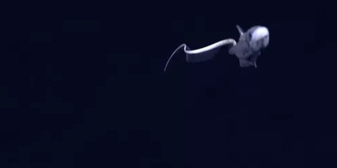 Picture 5 of 12 new species of 'strange' creatures have been discovered in the deep sea