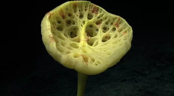 Picture 6 of 12 new species of 'strange' creatures have been discovered in the deep sea