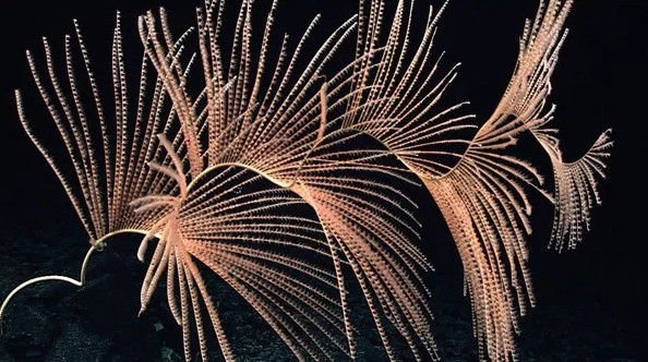 Picture 7 of 12 new species of 'strange' creatures have been discovered in the deep sea