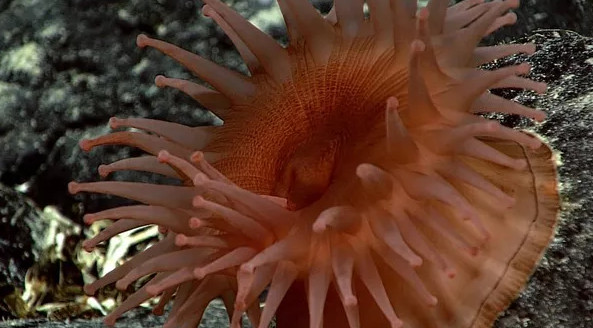 Picture 8 of 12 new species of 'strange' creatures have been discovered in the deep sea