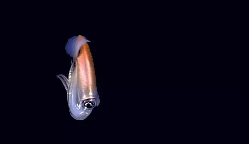 Picture 9 of 12 new species of 'strange' creatures have been discovered in the deep sea