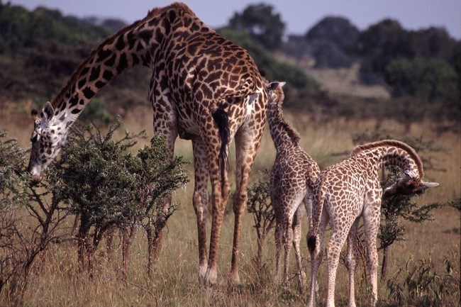 Picture 7 of 12 shocking facts about all things around us are unknown