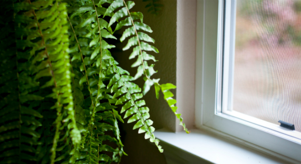 Picture 7 of 12 ways to make your home cooler in hot days