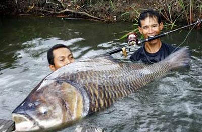 Picture 1 of 120 kg carp fishing