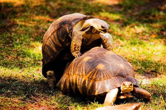 Picture 10 of 13 facts about turtles that few people know about