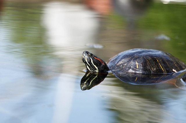 Picture 11 of 13 facts about turtles that few people know about