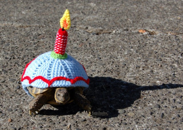 Picture 12 of 13 facts about turtles that few people know about