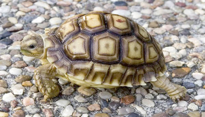 Picture 13 of 13 facts about turtles that few people know about