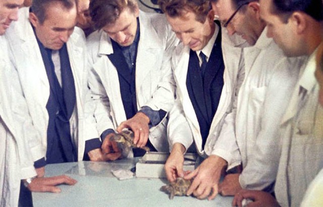 Picture 7 of 13 facts about turtles that few people know about