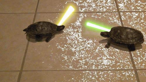 Picture 8 of 13 facts about turtles that few people know about