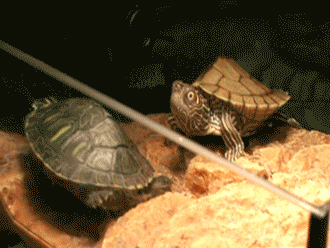 Picture 9 of 13 facts about turtles that few people know about