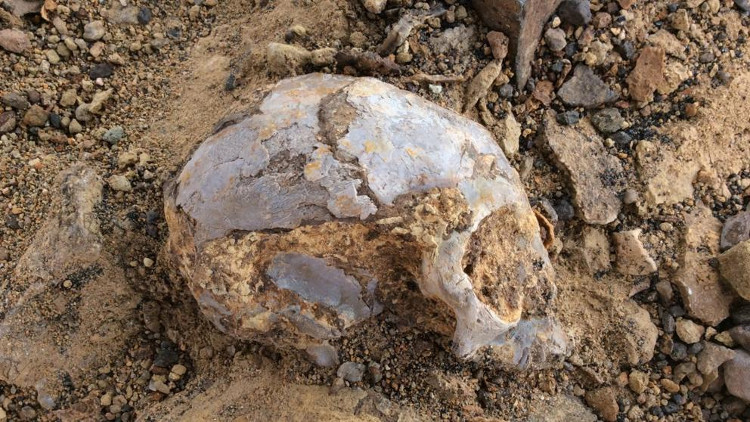 Picture 1 of 13 million year fossils of human ancestors