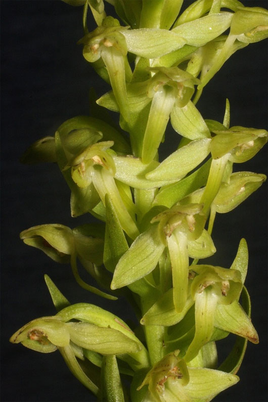 Picture 1 of 13 most impressive new species of creatures in 2013