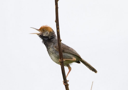 Picture 10 of 13 most impressive new species of creatures in 2013