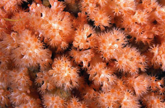 Picture 11 of 13 most impressive new species of creatures in 2013