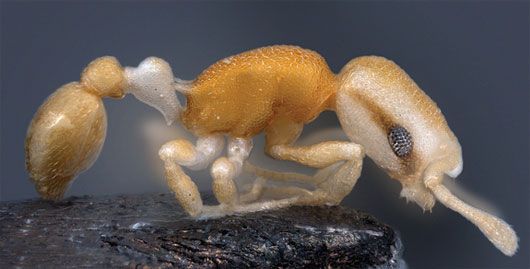 Picture 12 of 13 most impressive new species of creatures in 2013