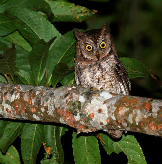 Picture 13 of 13 most impressive new species of creatures in 2013